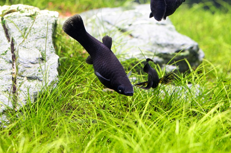 Siyah Moliler, su bitkilerinin narin yapraklarını ısırmayı severler