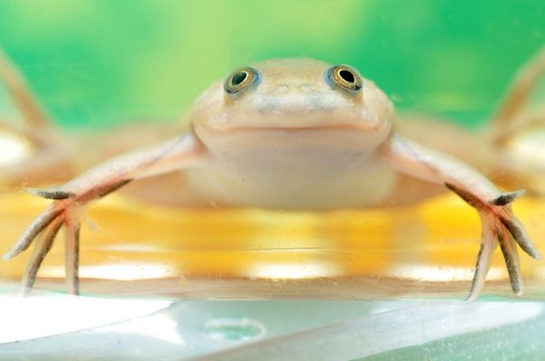 Akvaryum kurbağaları sevimli ve eğlenceli evcil hayvanlardır