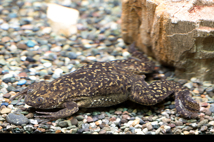 Akvaryum kurbağaları tamamen suda yaşam tarzına uyarlanmıştır.