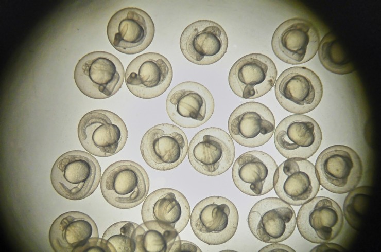 Mikroskop altında Zebra Balığı yumurtaları