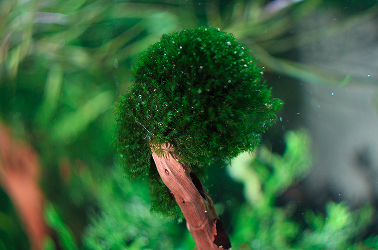 Akvaryum yosunları ilginç kompozisyonlar oluşturmanıza imkan sağlar