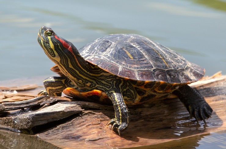 Kaplumbağalar akvaristlikteki en yaygın su sürüngenleridir
