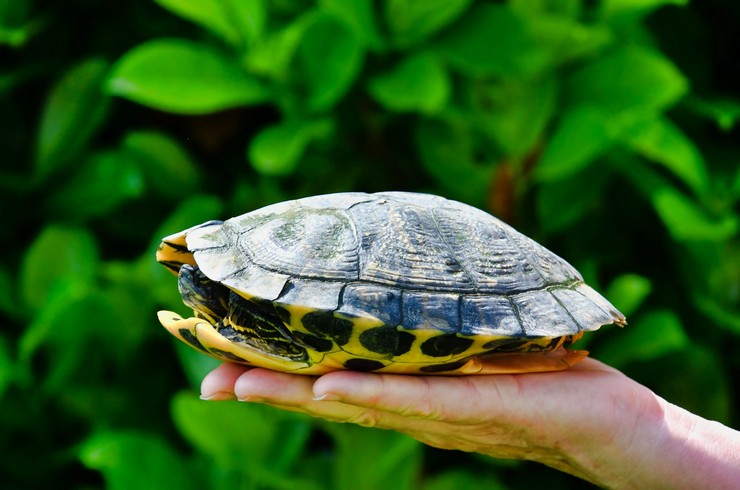 Kaplumbağalar kabuklarının altına kompakt bir şekilde katlanabilirler