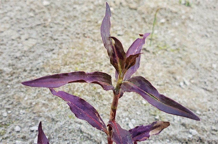 Alternanthera Reinecka