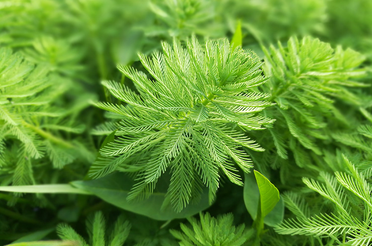 Myriophyllum ajurlu yaprakları olan bir bitkidir