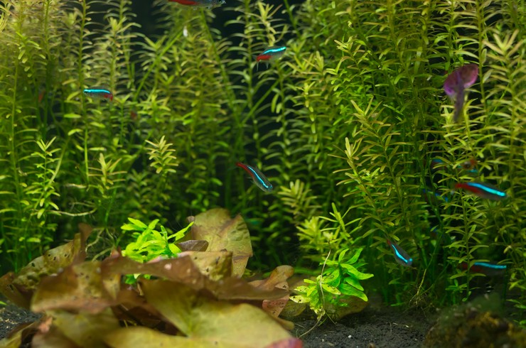 Rotala indica