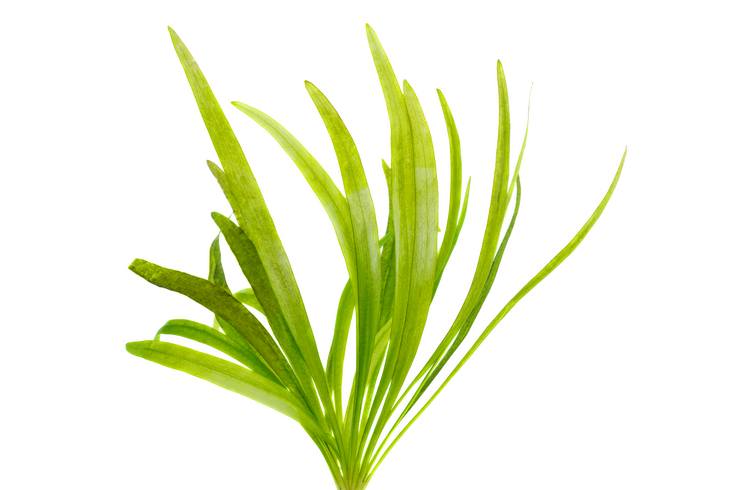 Vallisneria