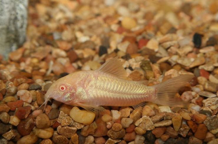 Albino benekli yayın balığı