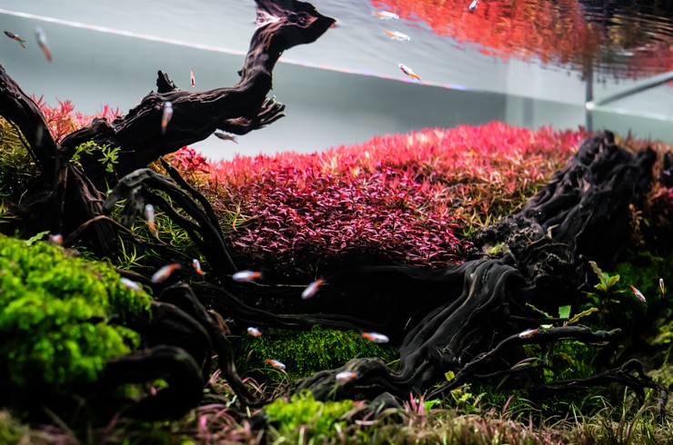 Rotala akvaryumun arka planında harika görünür