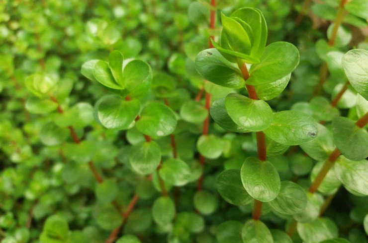 Rotala havaya maruz kaldığında yuvarlak yapraklar oluşturur