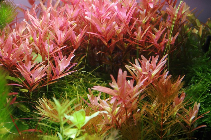 Rotala indica çeliklerle çoğaltılır