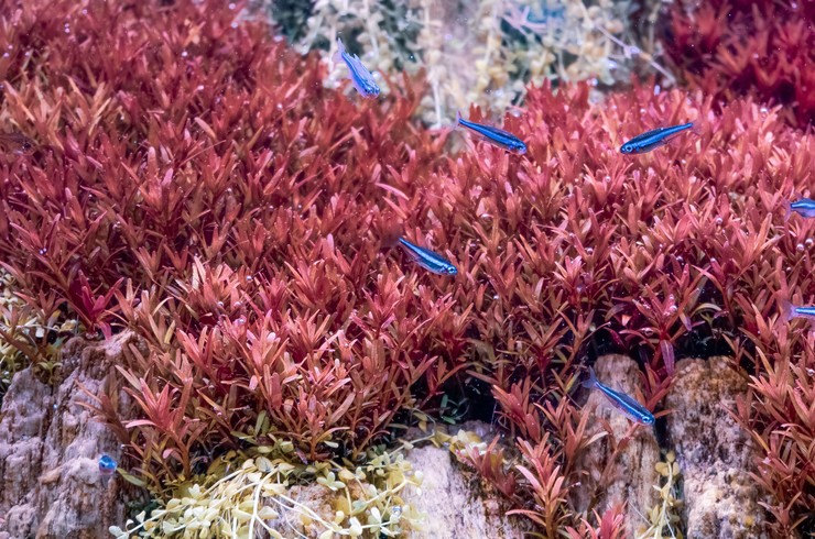 Rotala yaprakları parlak ışık koşullarında tutulduğunda kırmızımsı bir renk alır