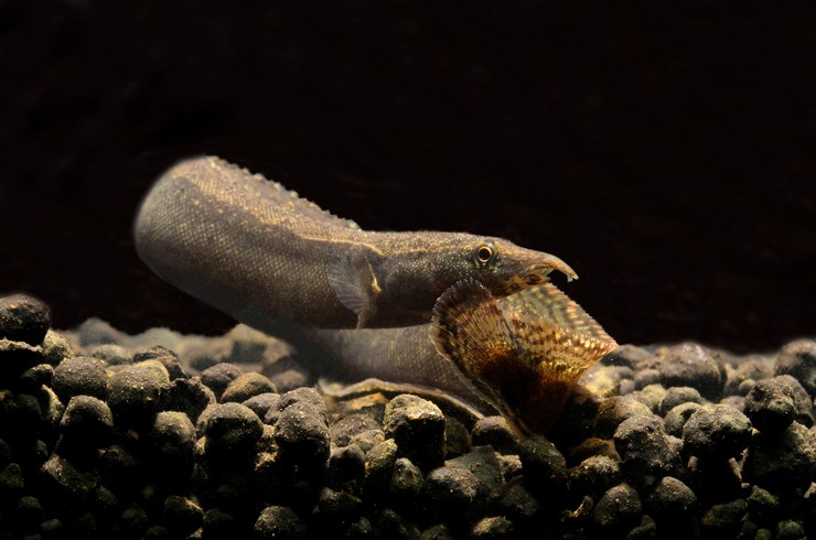 Makrognatus - uzun burunlu yılan balığı