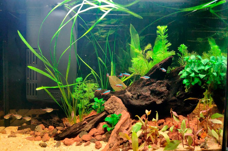 Canlı Bitkilerle Tasarlanmış 60 Litrelik Akvaryum