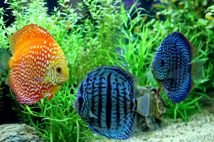 Дискуси в акваріумі з живими рослинами
