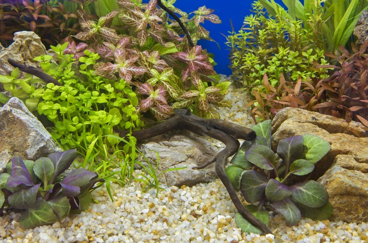 Бакопа на передньому плані акваріума