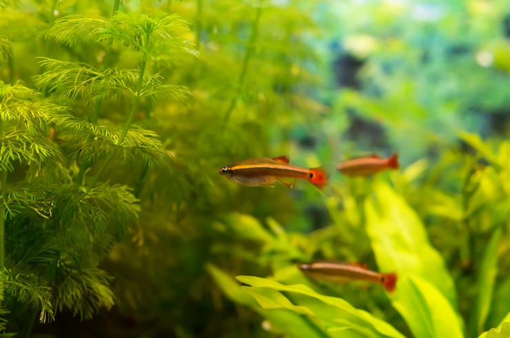 Кардинали полюбляють плавати зграйкою серед акваріумних рослин