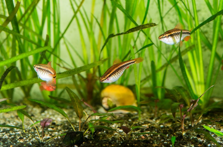 Вишневі барбуси в акваріумі з живими рослинами