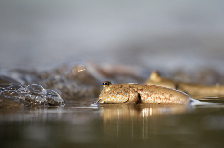 Мулові стрибуни мешкають у водоймах із низьким вмістом кисню