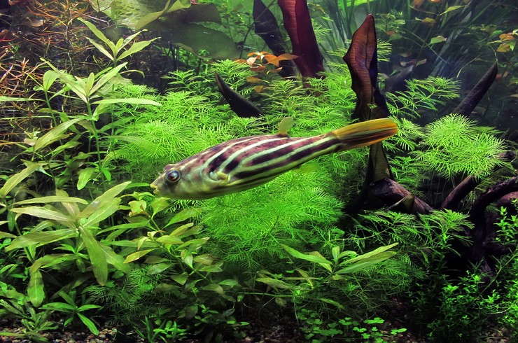 Тетрадон в акваріумі з живими рослинами
