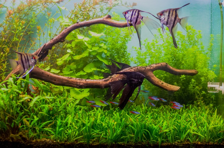 СкаляріЇ в акваріумі з живими рослинами
