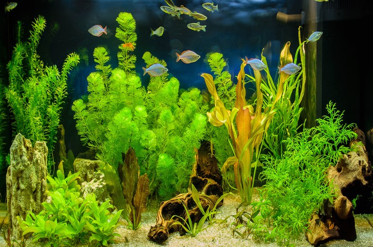 Чи можна мати акваріум без ґрунту?