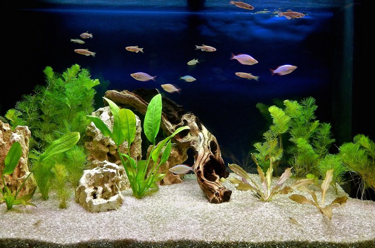 Ехінодоруси часто виступають центром акваріумної композиції