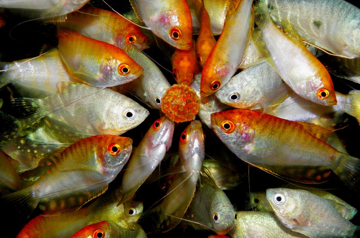 Рибки гурамі не проти перекусити смаколиками