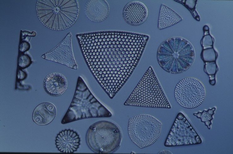 Діатомові водорості під мікроскопом