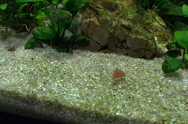 Діатомові водорості в акваріумі