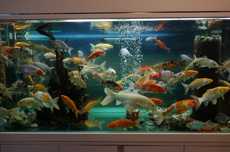 Коропи кої в акваріумі