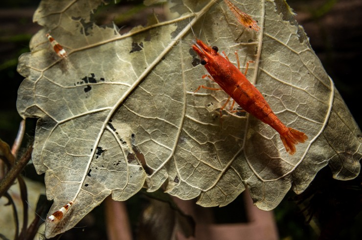 Молода креветка вишня на листі в акваріумі