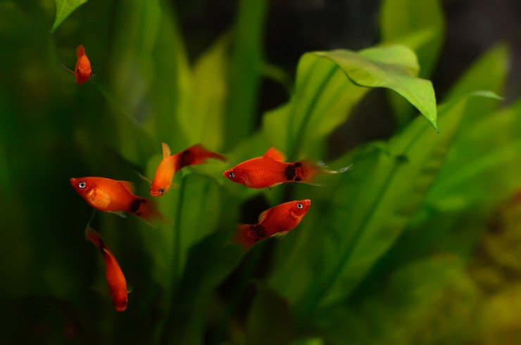 Пецилія в акваріумі з живими рослинами