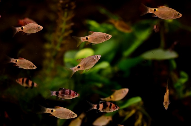 У загальному акваріумі найкраще тримати кілька видів барбусів 