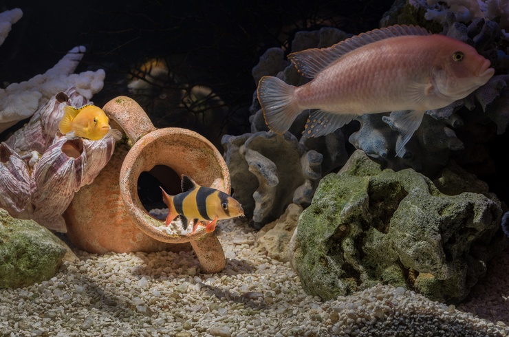 Укриття в загальному акваріумі з боціями