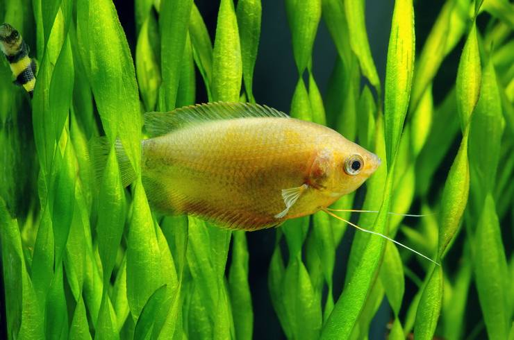 Валіснерія утворює щільні зарості, в яких люблять ховатися рибки