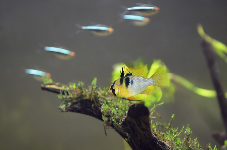 Апістограми добре уживаються з мирними рибками невеликого розміру