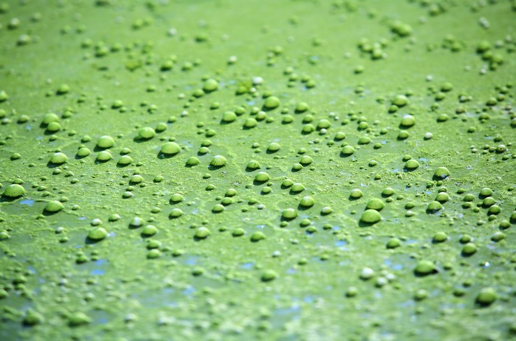 При сильному освітленні на синьо-зелених водоростях виникають бульбашки повітря