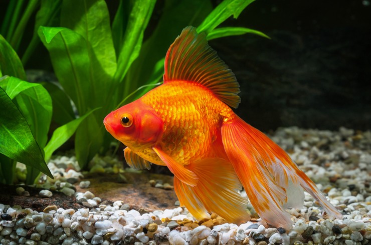 Золота рибка вуалехвіст
