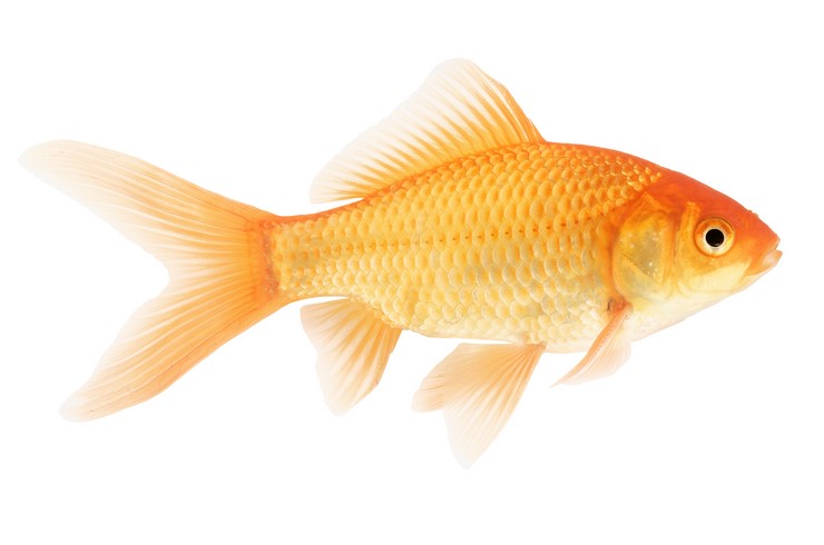 Золота рибка. Зовнішній вигляд