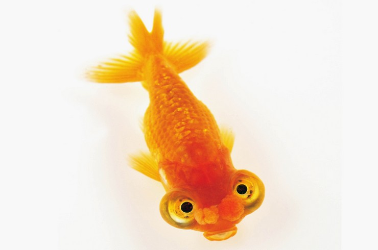 Золота рибка Звіздар Помпон