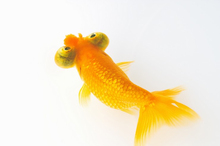 Золота рибка звіздар