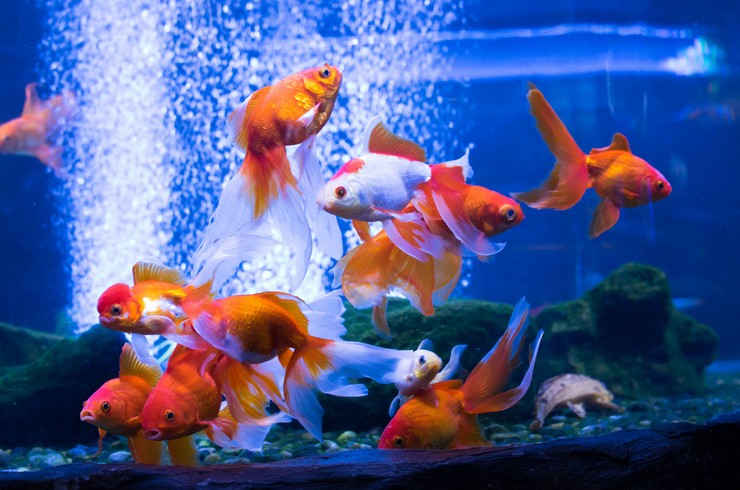 Золоті рибки у видовому аквариумі