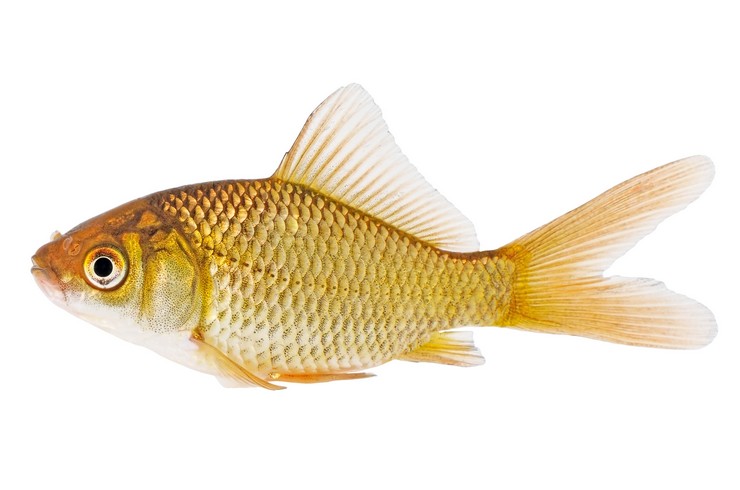 Звичайна золота рибка