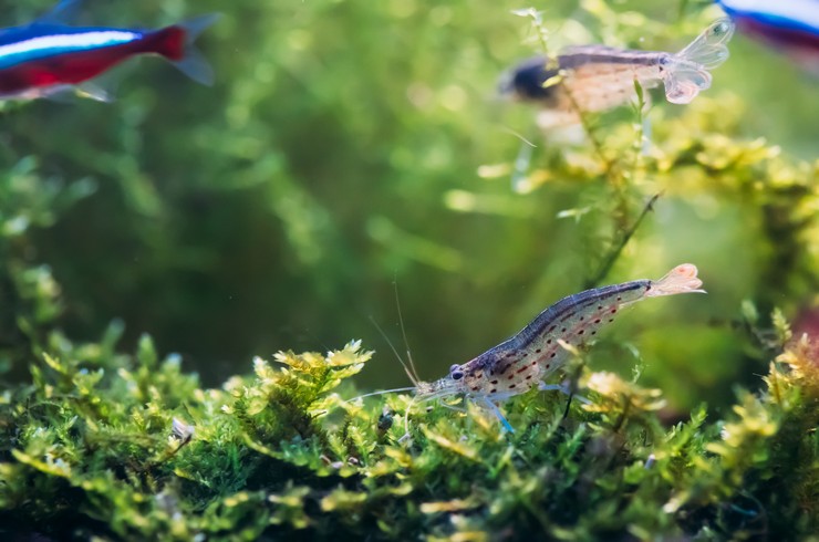 Креветки Амано добре уживаються з мирними видами риб