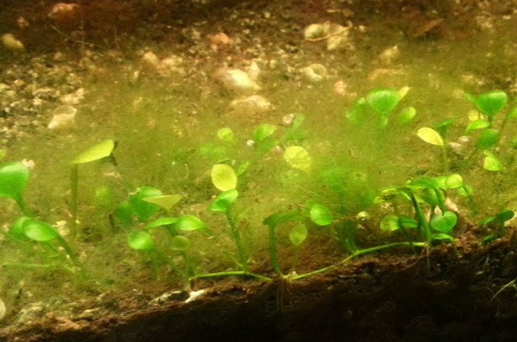 Нитчасті водорості з`являються через порушення балансу в акваріумі