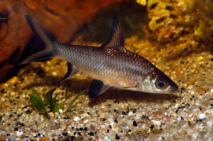 Акулячий балу – чорно-срібляста рибка з високим спинним плавцем