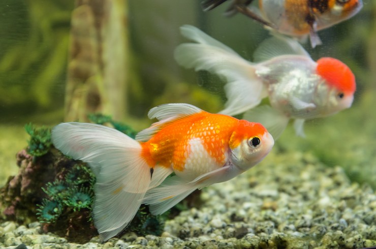 Оранд можна утримувати з іншими породами золотих рибок