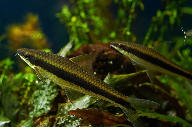 Зграйка сіамських водоростеїдів в акваріумі