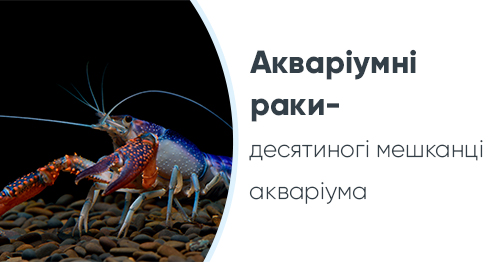 Акваріумні раки: види, догляд, утримання, розмноження, сумісність, корм ...